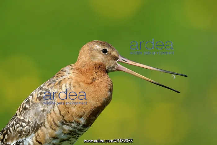 : Islandic Black-tailed Godwit : Islandic Black-tailed Godwit
