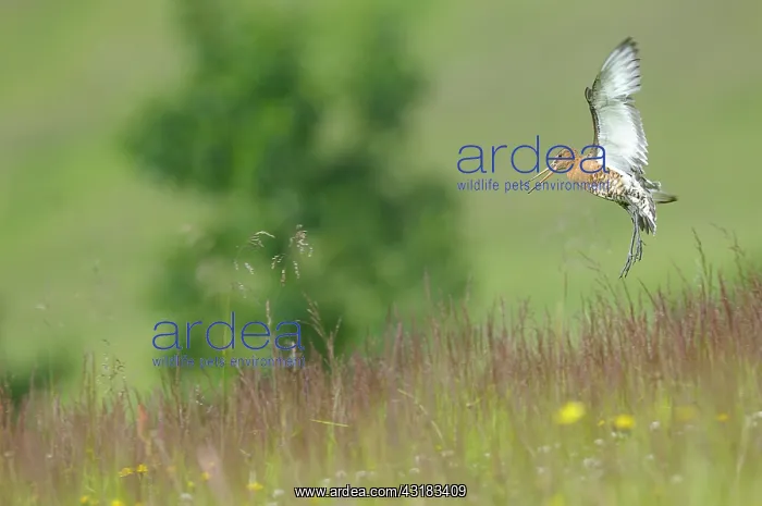 : Islandic Black-tailed Godwit : Islandic Black-tailed Godwit