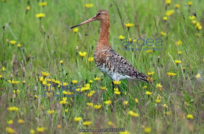  : Islandic Black-tailed Godwit