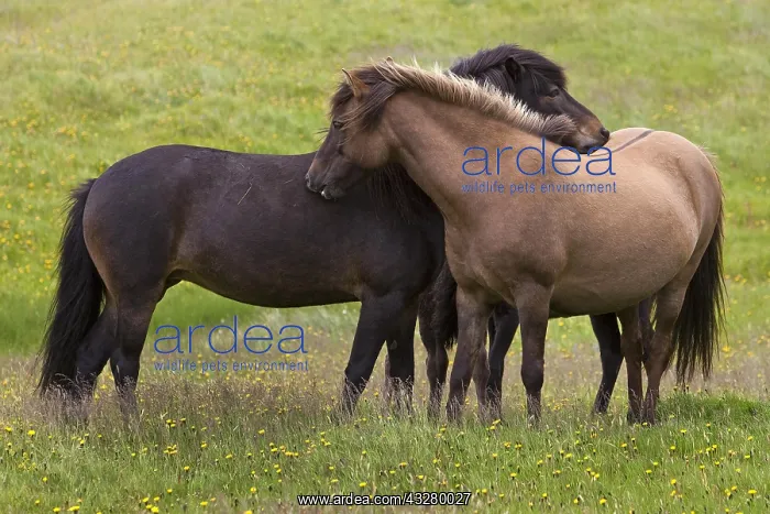 : Two Islandic Horses (Equus ferus caballus) at the : Two Islandic Horses (Equus ferus caballus) at the
