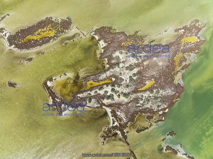 : Islands and conspicuous patterns at the shallow : Islands and conspicuous patterns at the shallow