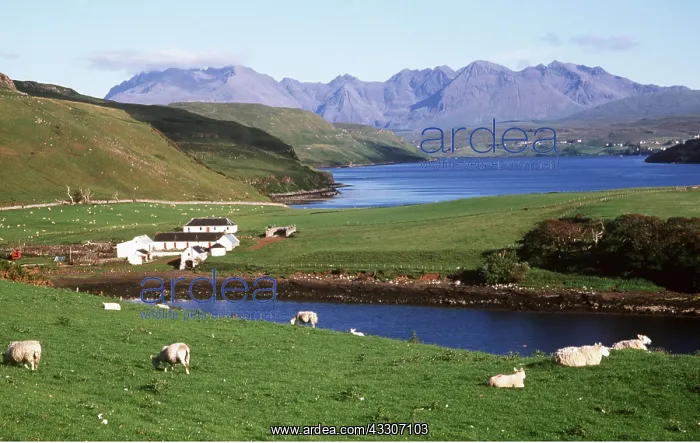 : ISLE OF SKYE - Cuillin Hills & Sheep : ISLE OF SKYE - Cuillin Hills & Sheep