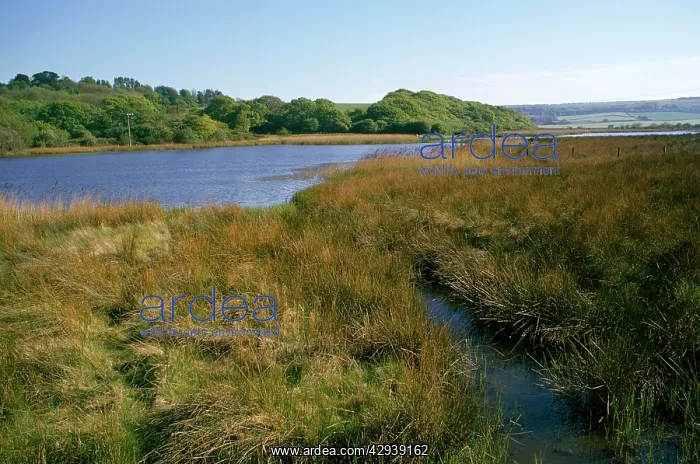  : Isle of Wight - Brading - lagoon
