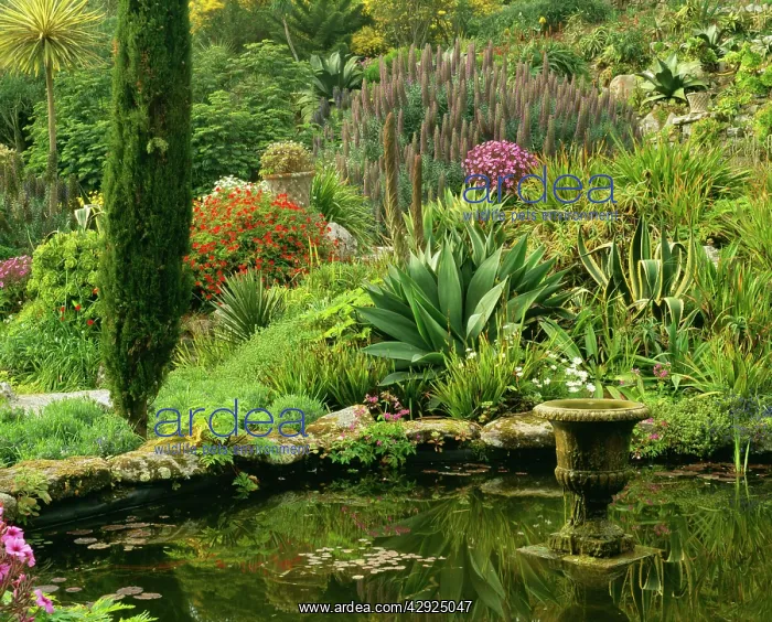 : Isles of Scilly - Abbey Gardens, Tresco : Isles of Scilly - Abbey Gardens, Tresco