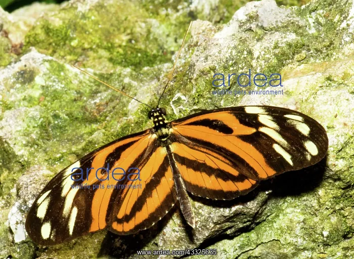 : Ismenius Butterfly : Ismenius Butterfly