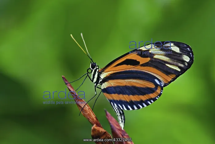 : Ismenuis Longwing butterfly : Ismenuis Longwing butterfly