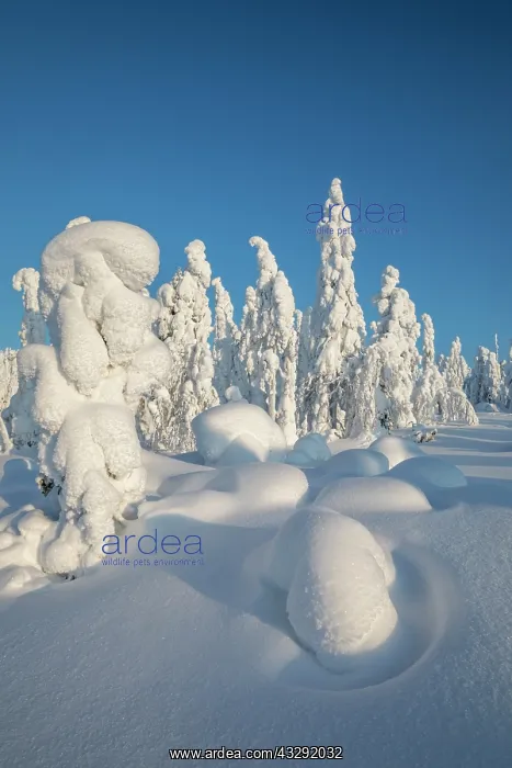 : Iso Syote - Trees Shaped by Snow - Finland : Iso Syote - Trees Shaped by Snow - Finland
