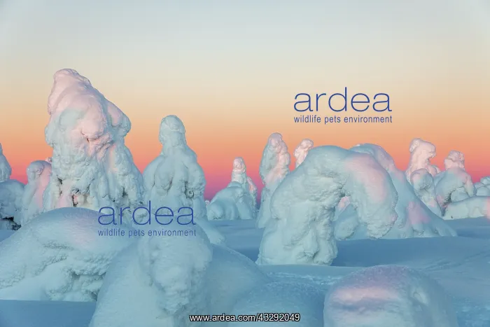 : Iso Syote - Trees Shaped by Snow - Finland : Iso Syote - Trees Shaped by Snow - Finland