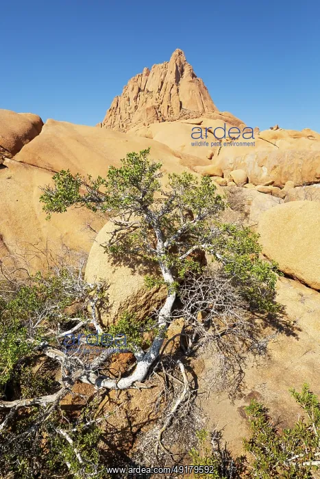 : The isolated Spitzkoppe mountain (1728 m) : The isolated Spitzkoppe mountain (1728 m)