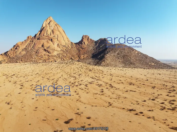 : The isolated Spitzkoppe mountain (1728 m) majestically rises above the surrounding desert plains : The isolated Spitzkoppe mountain (1728 m) majestically rises above the surrounding desert plains
