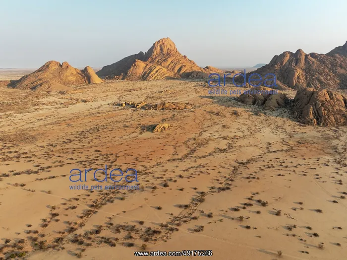 : The isolated Spitzkoppe mountain (1728 m) majestically rises above the surrounding desert plains : The isolated Spitzkoppe mountain (1728 m) majestically rises above the surrounding desert plains