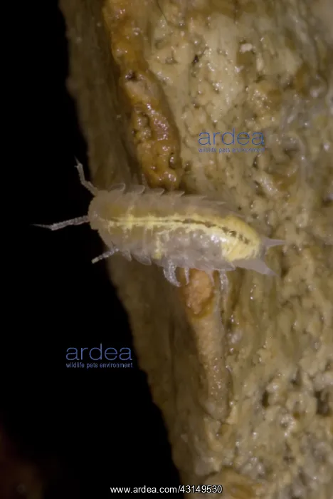 : Isopods are crustaceans with species that live both on land and in the water : Isopods are crustaceans with species that live both on land and in the water