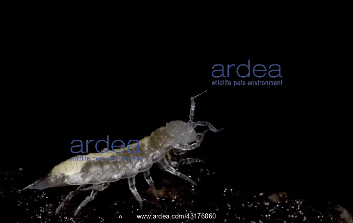 : Isopods are crustaceans with species that live both on land and in the water : Isopods are crustaceans with species that live both on land and in the water