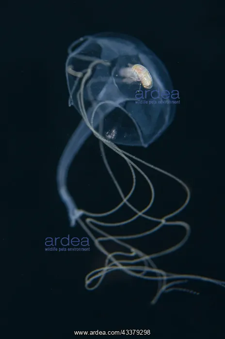 : Isopod - on Jellyfish, Hydrozoa Class, floating in water column - Blackwater night dive : Isopod - on Jellyfish, Hydrozoa Class, floating in water column - Blackwater night dive