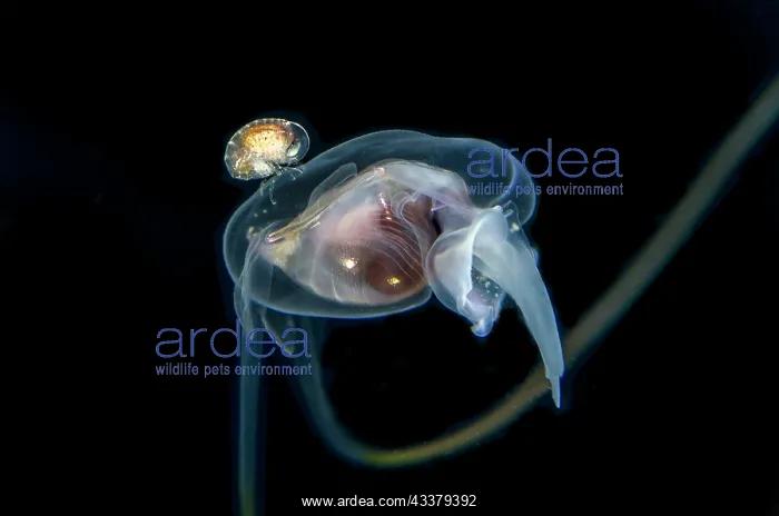 : Isopod - on Sea Butterfly, Cavolinia sp, floating in water column - Blackwater night dive : Isopod - on Sea Butterfly, Cavolinia sp, floating in water column - Blackwater night dive