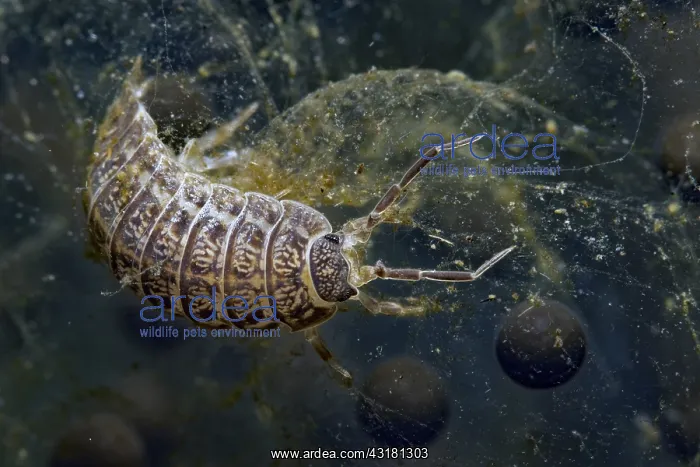 : Isopod (Asellus aquaticus) in a pond, Prairies du : Isopod (Asellus aquaticus) in a pond, Prairies du