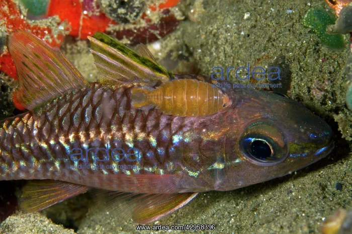: Isopod - on a Cardinalfish (Apogon apogonidae) : Isopod - on a Cardinalfish (Apogon apogonidae)