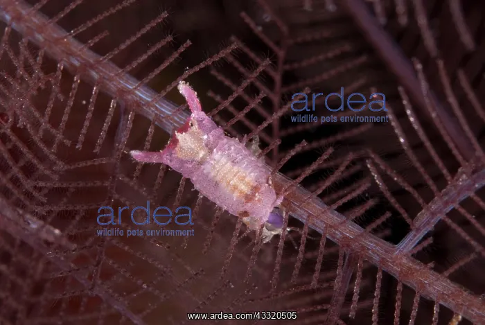 : Isopod - on hydroid on night dive : Isopod - on hydroid on night dive