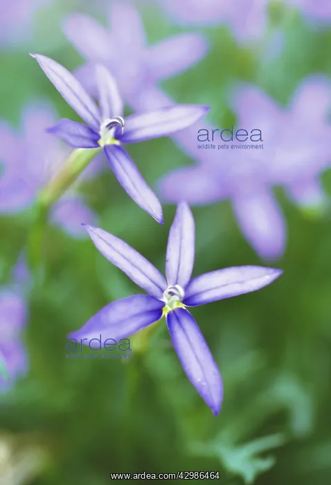 : Isotoma, Solenopsis axillaris : Isotoma, Solenopsis axillaris