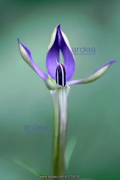 : Isotoma, Isotoma axillaris, One long tubular flower : Isotoma, Isotoma axillaris, One long tubular flower