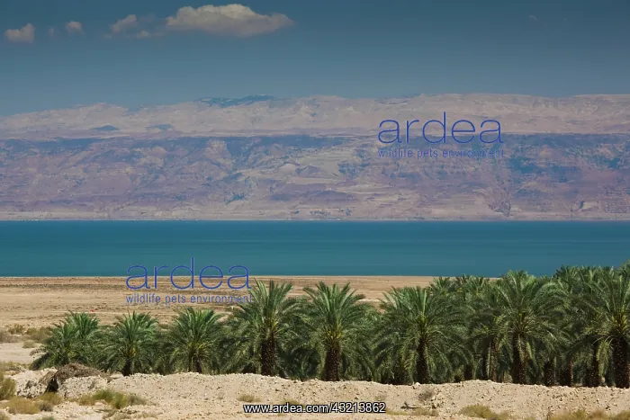 : Israel, Dead Sea, Metzoke Dragot, Dead Sea : Israel, Dead Sea, Metzoke Dragot, Dead Sea
