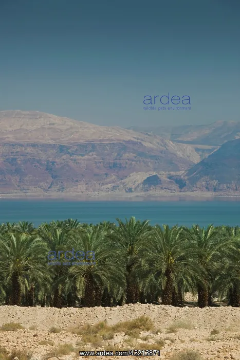  : Israel, Dead Sea, Metzoke Dragot, Dead Sea