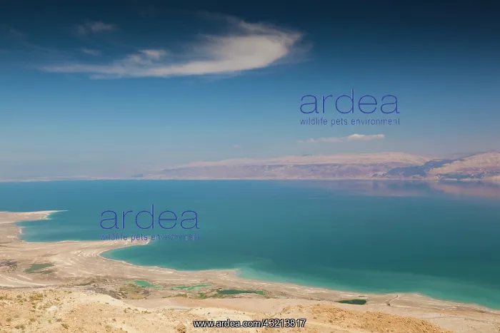 : Israel, Dead Sea, Metzoke Dragot, elevated : Israel, Dead Sea, Metzoke Dragot, elevated