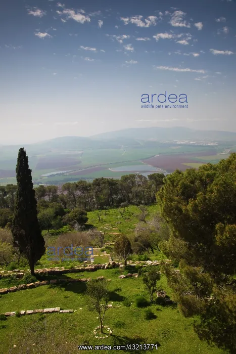 : Israel, The Galilee, Mount Tabor, site of : Israel, The Galilee, Mount Tabor, site of
