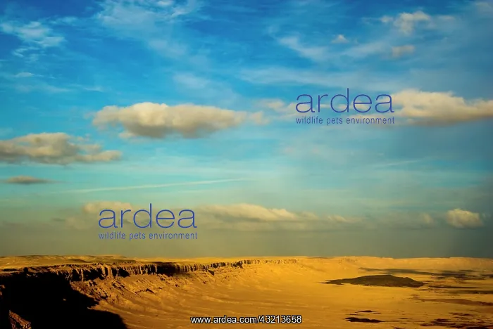 : Israel, Negev, Mitzpe Ramon crater : Israel, Negev, Mitzpe Ramon crater