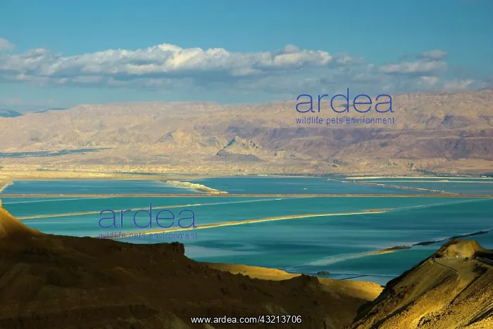 : Israel, Negev, view of the Dead Sea, in : Israel, Negev, view of the Dead Sea, in