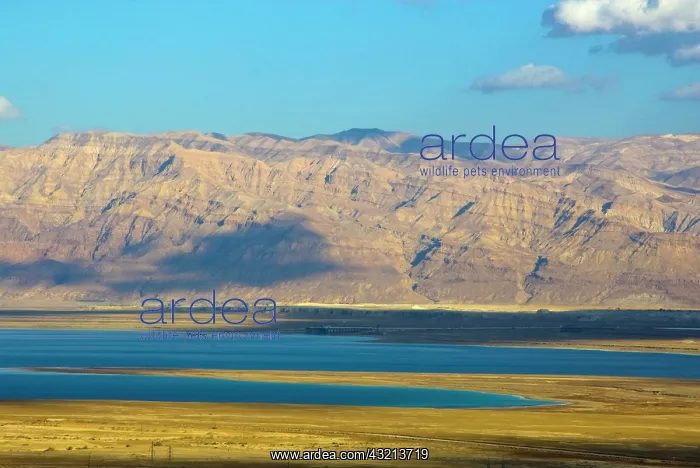 : Israel, Negev, view of the Dead Sea, in : Israel, Negev, view of the Dead Sea, in