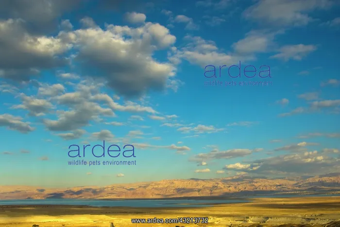 : Israel, Negev, view of the Dead Sea, in : Israel, Negev, view of the Dead Sea, in