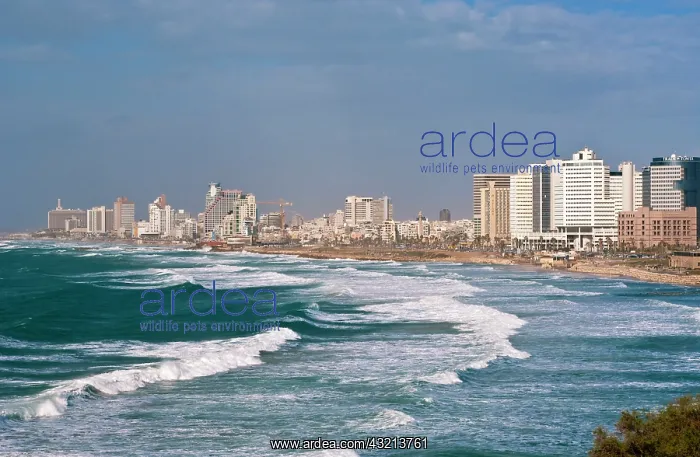 : Israel, Tel Aviv : Israel, Tel Aviv