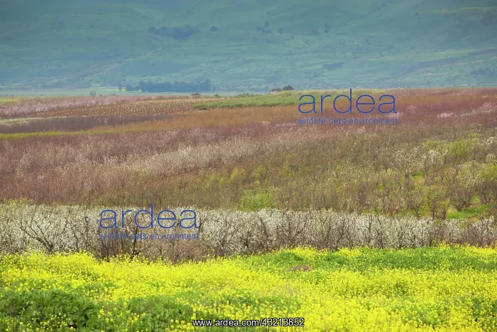 : Israel, Upper Galilee, Rosh Pina, fruit : Israel, Upper Galilee, Rosh Pina, fruit