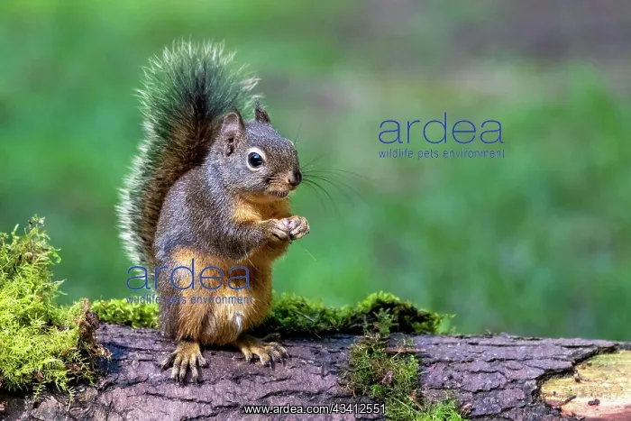 : Issaquah, Washington State, USA. Western Gray Squirrel : Issaquah, Washington State, USA. Western Gray Squirrel