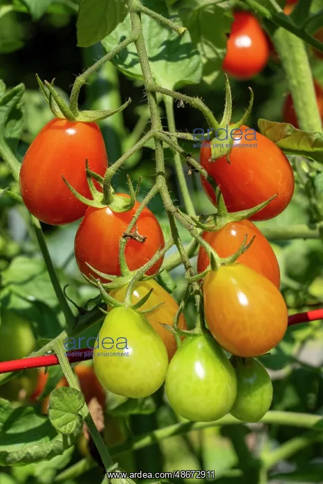 : Issaquah, Washington State, USA. Cherry Roma tomatoes on the : Issaquah, Washington State, USA. Cherry Roma tomatoes on the
