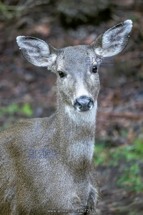 : Issaquah, Washington State, USA. Close-up of a black-tailed : Issaquah, Washington State, USA. Close-up of a black-tailed