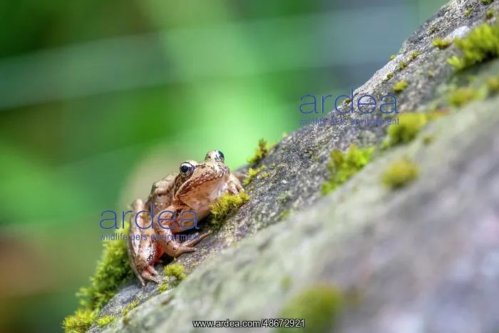 : Issaquah, Washington State, USA. Pacific Tree Frog resting : Issaquah, Washington State, USA. Pacific Tree Frog resting