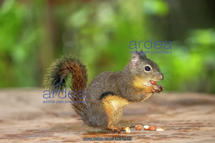 : Issaquah, Washington State, USA. Wet Douglas squirrel : Issaquah, Washington State, USA. Wet Douglas squirrel