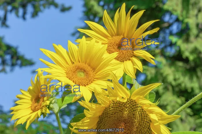 : Issaquah, Washington State, USA. Dwarf sunflowers : Issaquah, Washington State, USA. Dwarf sunflowers