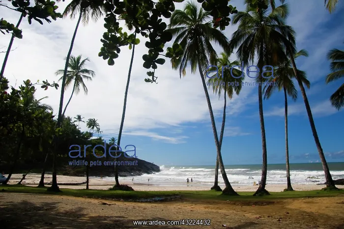 : Itacare, Brazil. The Bahian town of Itacare : Itacare, Brazil. The Bahian town of Itacare