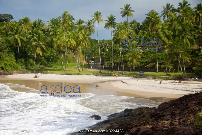 : Itacare, Brazil. The Bahian town of Itacare : Itacare, Brazil. The Bahian town of Itacare