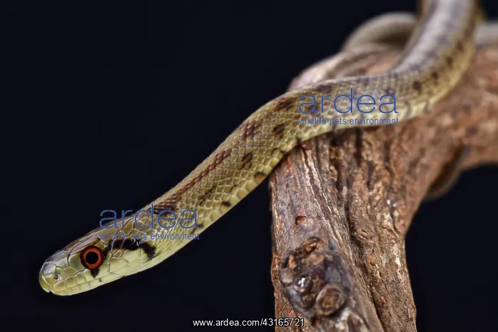 : Italian Aesculapian Snake (Zamenis lineatus), Italy : Italian Aesculapian Snake (Zamenis lineatus), Italy