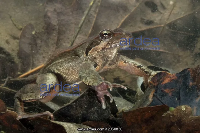 : Italian Agile Frog - in the water : Italian Agile Frog - in the water