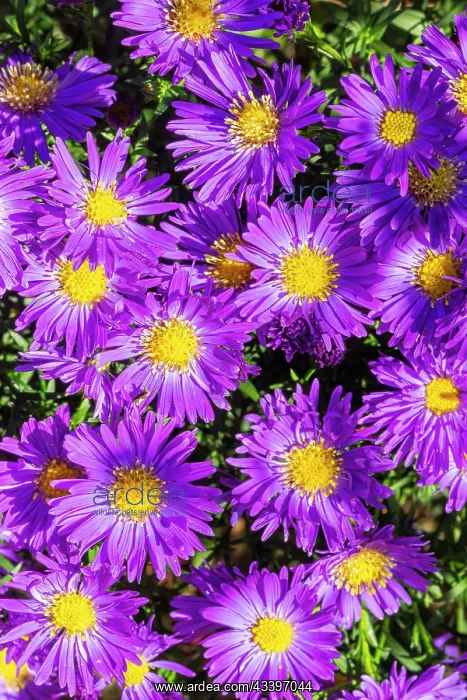 : Italian Aster, Aster amellus Grunder, flowers : Italian Aster, Aster amellus Grunder, flowers