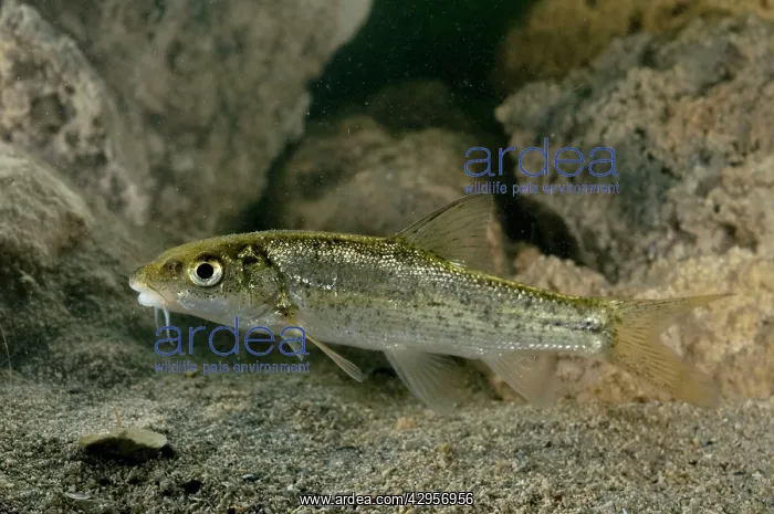  : Italian Barbel - young