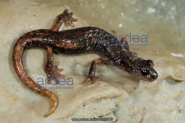 : Italian Cave Salamander : Italian Cave Salamander