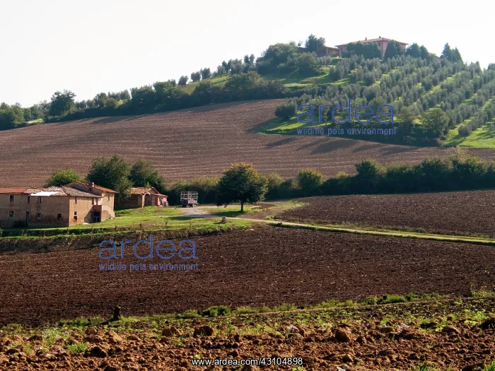 : Italian Countryside : Italian Countryside