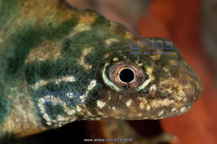 : Italian Crested Newt : Italian Crested Newt
