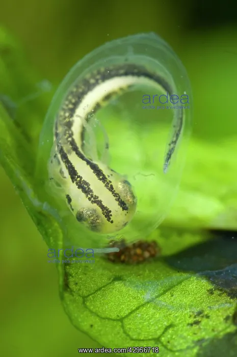 : Italian Crested Newt - embryo : Italian Crested Newt - embryo
